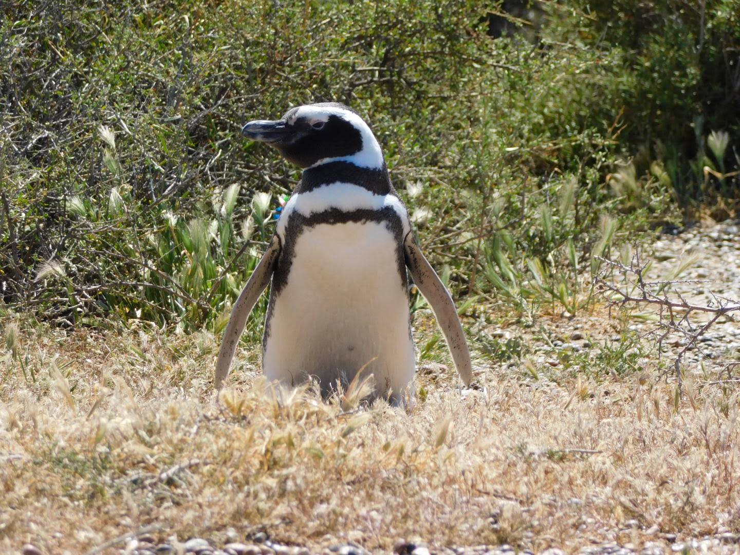 Pingüino magallánico
