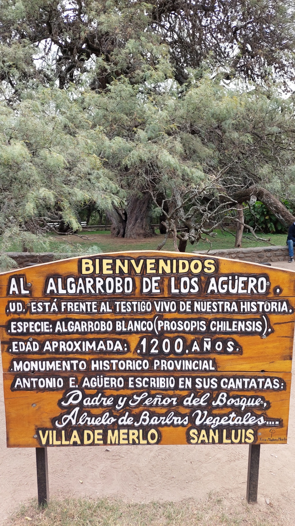 Algarrobo de los Agüero