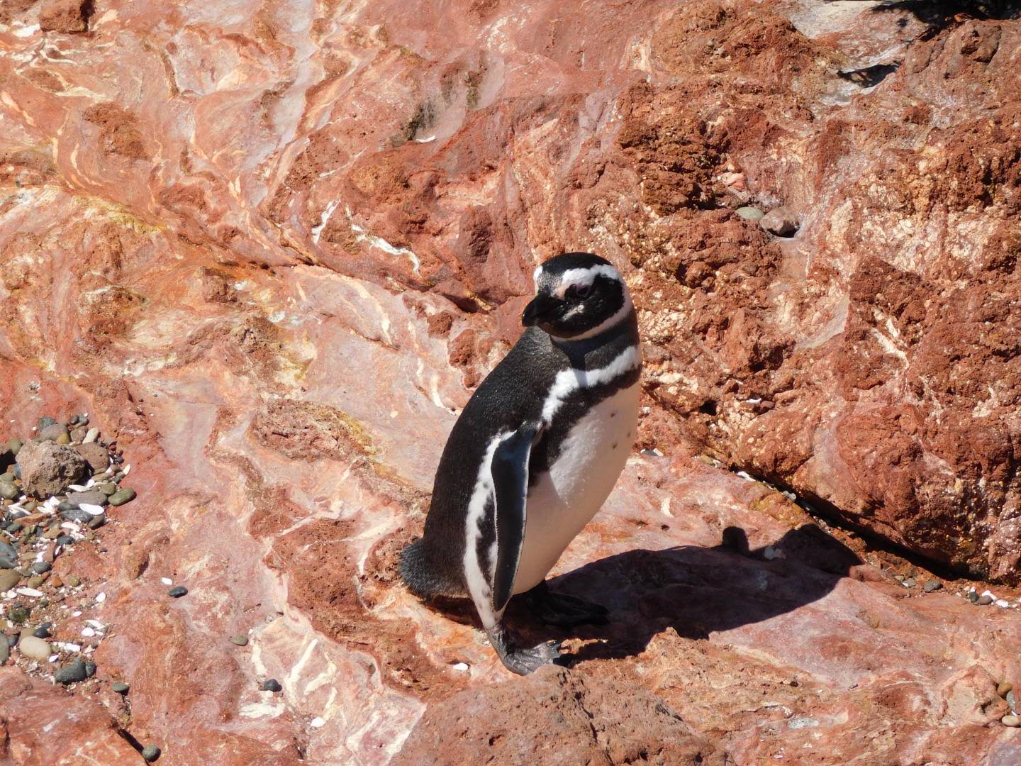 Pingüinos sobre rocas rojas