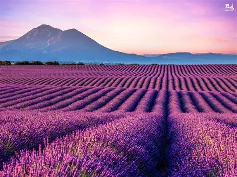 Provenza